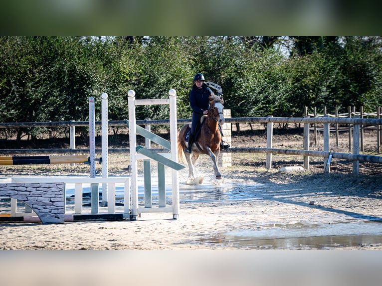 Bereber Caballo castrado 5 años 154 cm Sabino in Goe