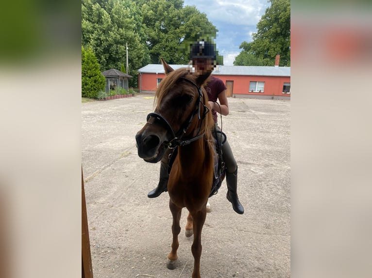 Bereber Mestizo Caballo castrado 7 años 132 cm Alazán in Ketzin