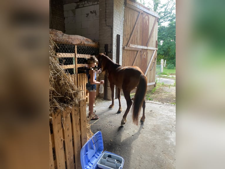 Bereber Mestizo Caballo castrado 7 años 132 cm Alazán in Ketzin