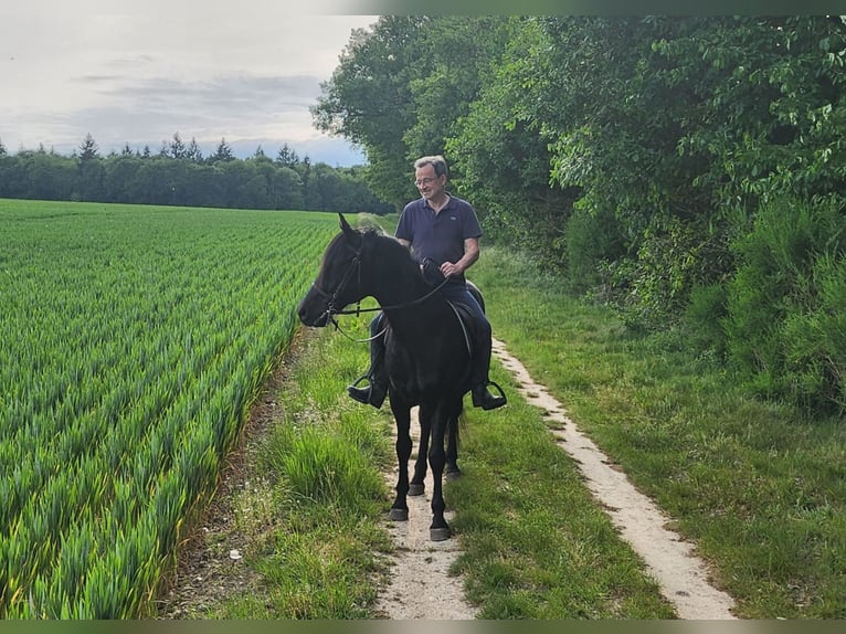Bereber Caballo castrado 7 años 155 cm Negro in Verlin