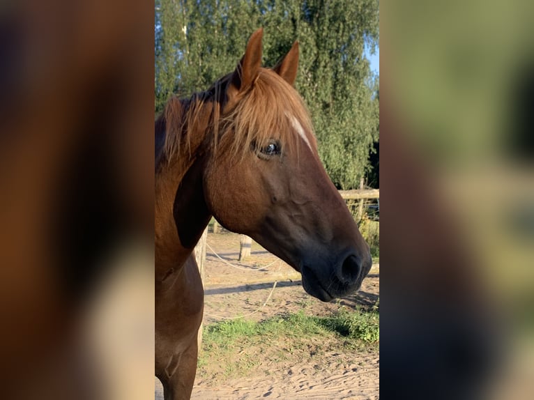 Bereber Caballo castrado 8 años 158 cm Alazán in Lindenberg