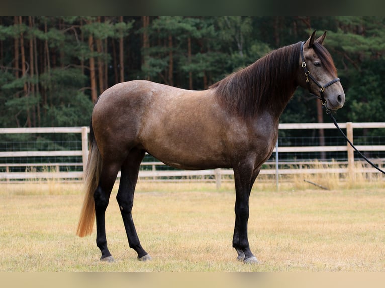 Bereber Semental 11 años 162 cm Musgo marrón in Walsrode