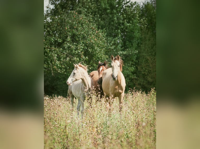 Bereber Semental 1 año 154 cm Musgo in Langerwehe