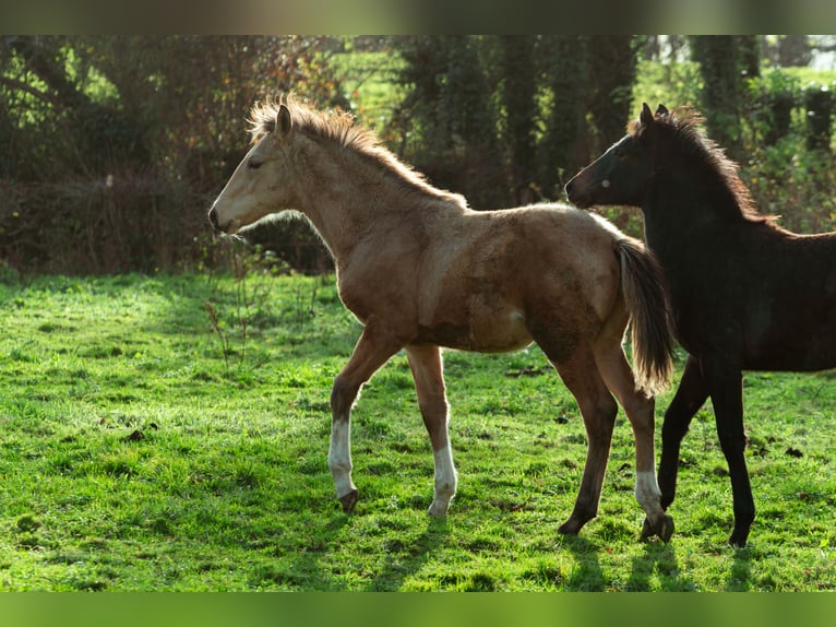 Bereber Semental 1 año 159 cm Buckskin/Bayo in LangerweheLangerwehe