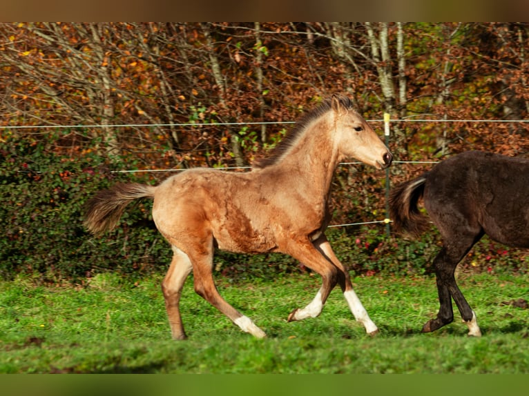 Bereber Semental 1 año 159 cm Buckskin/Bayo in LangerweheLangerwehe
