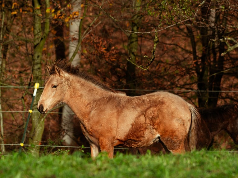 Bereber Semental 1 año 159 cm Buckskin/Bayo in LangerweheLangerwehe