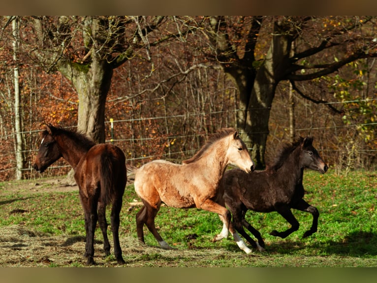 Bereber Semental 1 año 159 cm Buckskin/Bayo in LangerweheLangerwehe