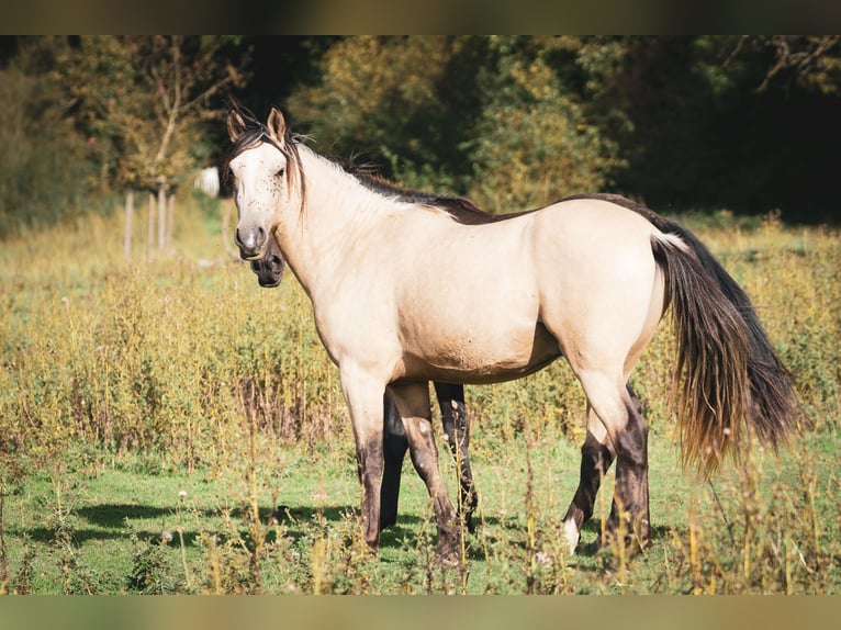 Bereber Semental 2 años 155 cm Buckskin/Bayo in goe