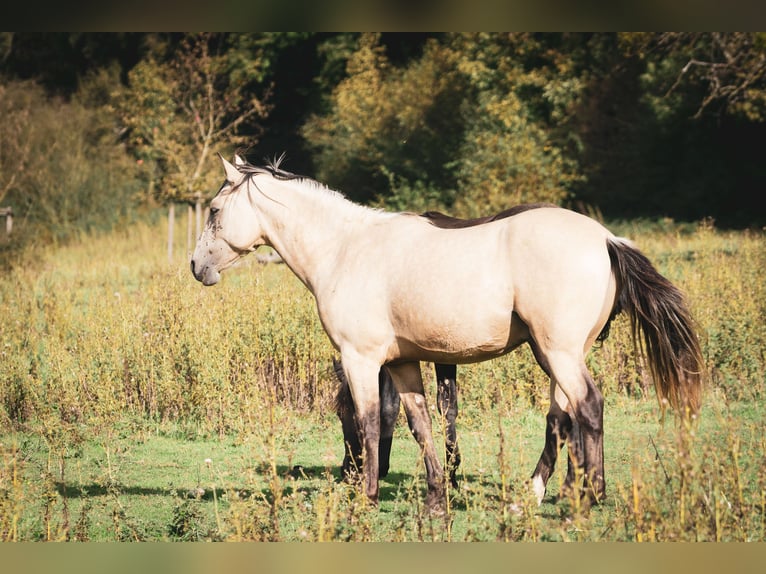 Bereber Semental 2 años 155 cm Buckskin/Bayo in goe