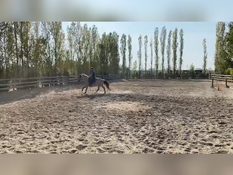 Bereber Semental 3 años 152 cm Buckskin/Bayo in Go&#xE9;