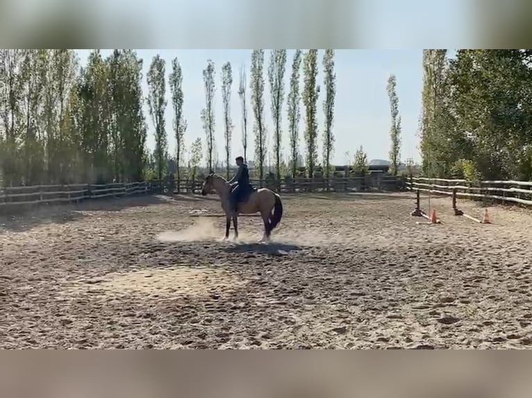 Bereber Semental 3 años 152 cm Buckskin/Bayo in Go&#xE9;