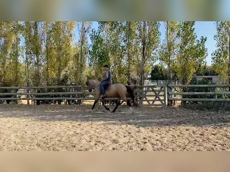 Bereber Semental 3 años 152 cm Buckskin/Bayo in Go&#xE9;