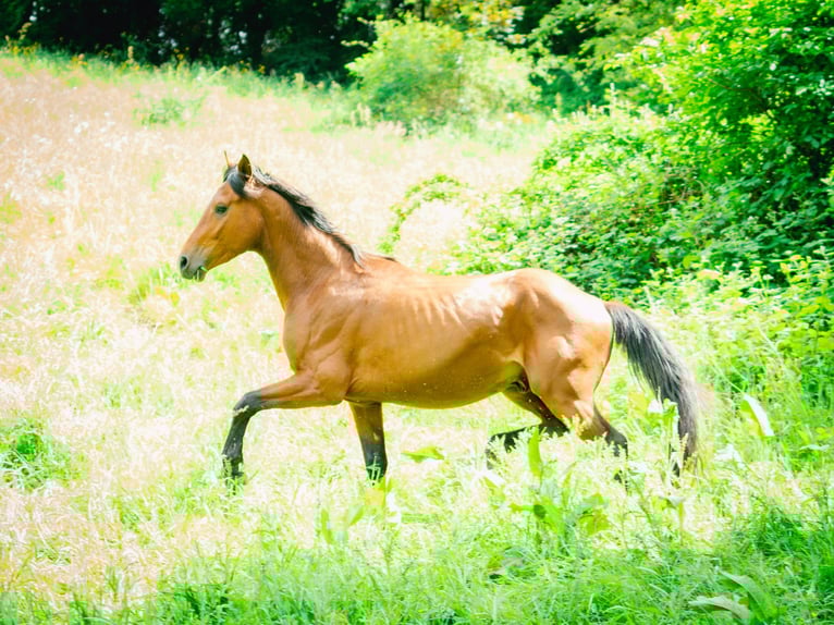 Bereber Semental 4 años 152 cm in goe