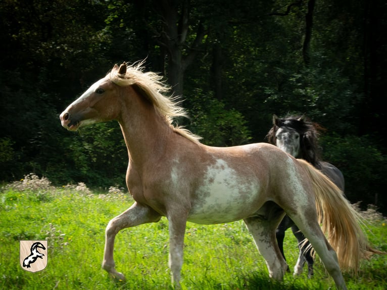 Bereber Semental 4 años 154 cm Sabino in Goe