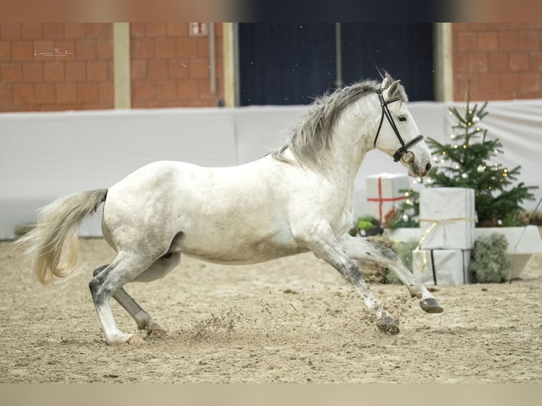 Bereber Semental 6 años 158 cm Musgo marrón in goe