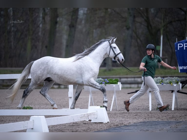 Bereber Semental 6 años 159 cm Musgo marrón in goe