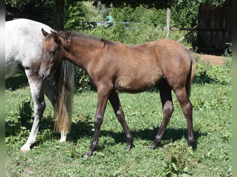 Bereber Semental Potro (02/2026) 155 cm  in Ochsenhausen