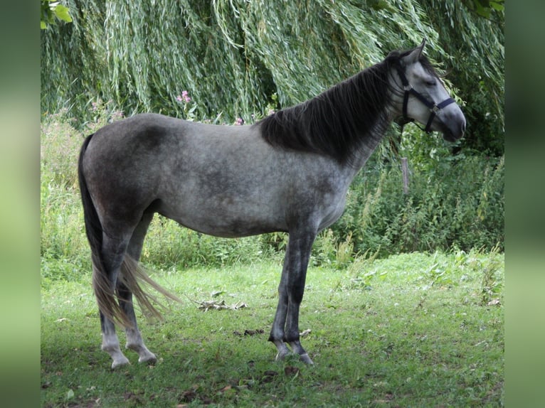 Bereber Semental Potro (02/2026) 155 cm  in Ochsenhausen