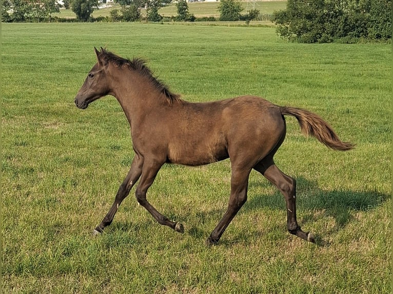 Bereber Semental Potro (02/2026) 155 cm  in Ochsenhausen