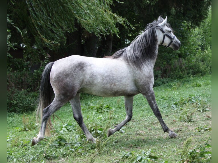 Bereber Semental Potro (02/2026) 155 cm  in Ochsenhausen