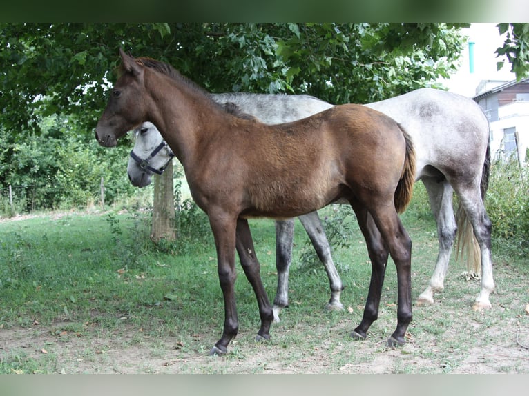 Bereber Semental Potro (02/2026) 155 cm  in Ochsenhausen
