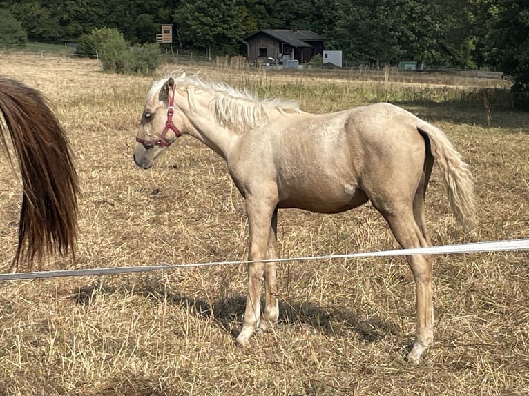 Bereber Semental Potro (04/2026) 155 cm Palomino in Bad Endbach