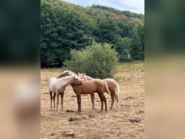 Bereber Semental Potro (04/2026) 155 cm Palomino in Bad Endbach