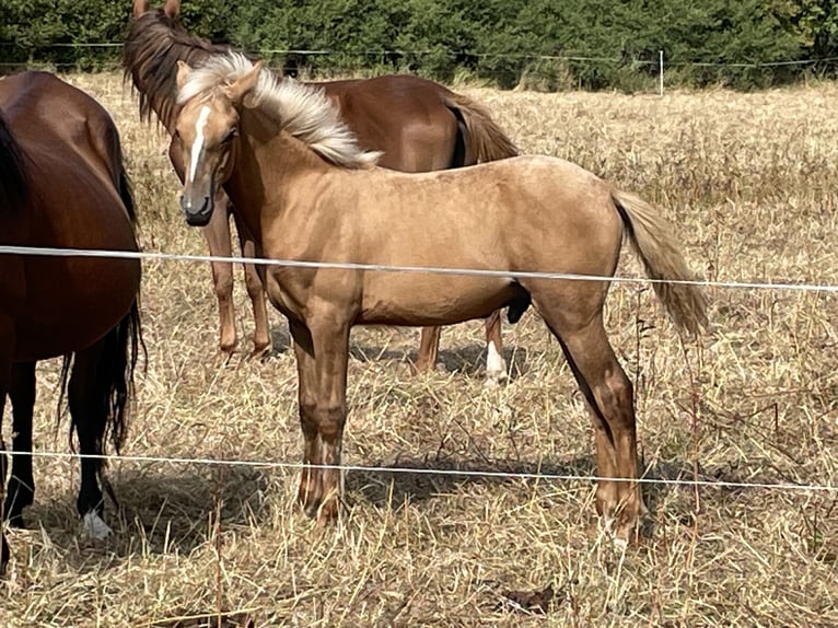 Bereber Semental Potro (04/2026) 155 cm Palomino in Bad Endbach