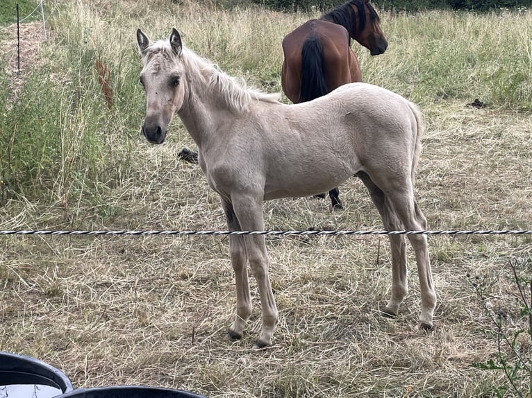 Bereber Semental Potro (04/2026) 155 cm Palomino in Bad Endbach