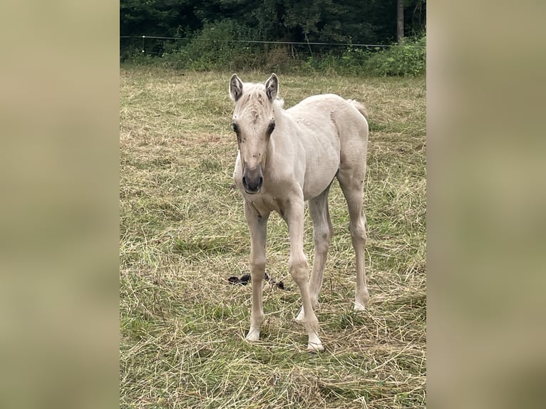 Bereber Semental Potro (04/2026) 155 cm Palomino in Bad Endbach