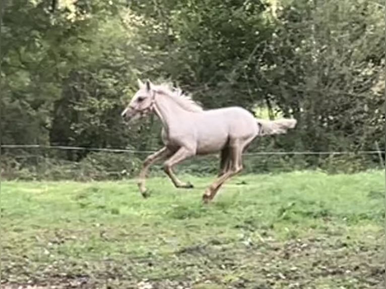 Bereber Semental Potro (04/2026) 155 cm Palomino in Bad Endbach