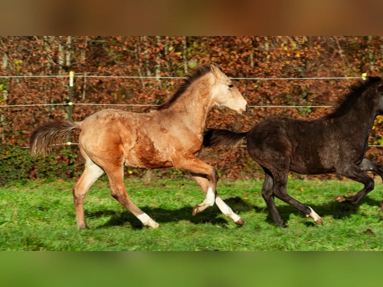 Bereber Semental Potro (06/2025) 159 cm Buckskin/Bayo in LangerweheLangerwehe