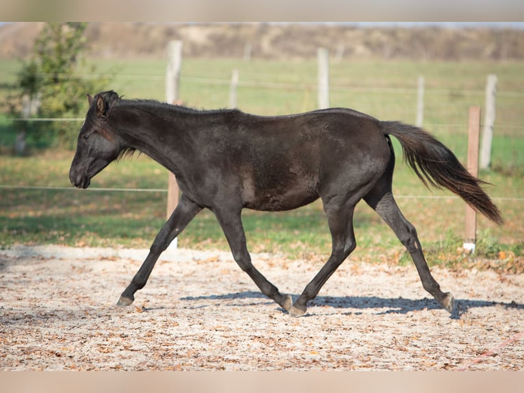 Bereber Yegua 2 años Tordillo negro in L&#xF6;wenberger Land