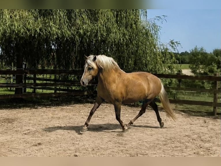Bereber Yegua 5 años 151 cm Palomino in Petershagen