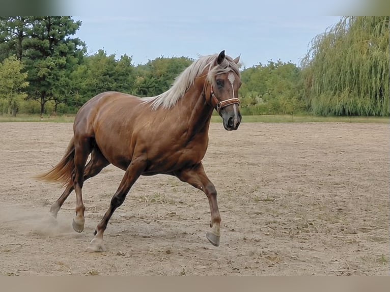 Bereber Yegua 5 años 151 cm Palomino in Petershagen