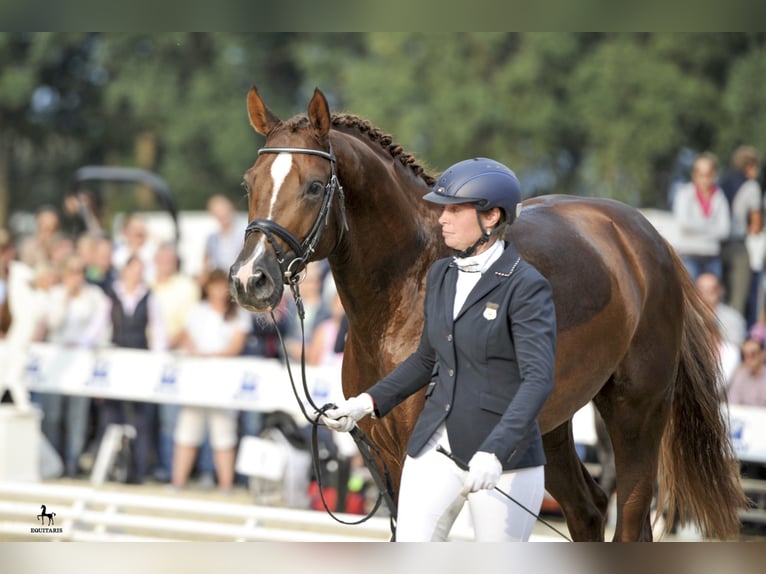 BEST FOR ME OLD Oldenburg Stallion Chestnut in Löningen