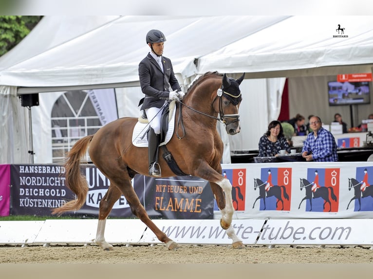 BEST FOR ME OLD Oldenburg Stallone Sauro scuro in Löningen