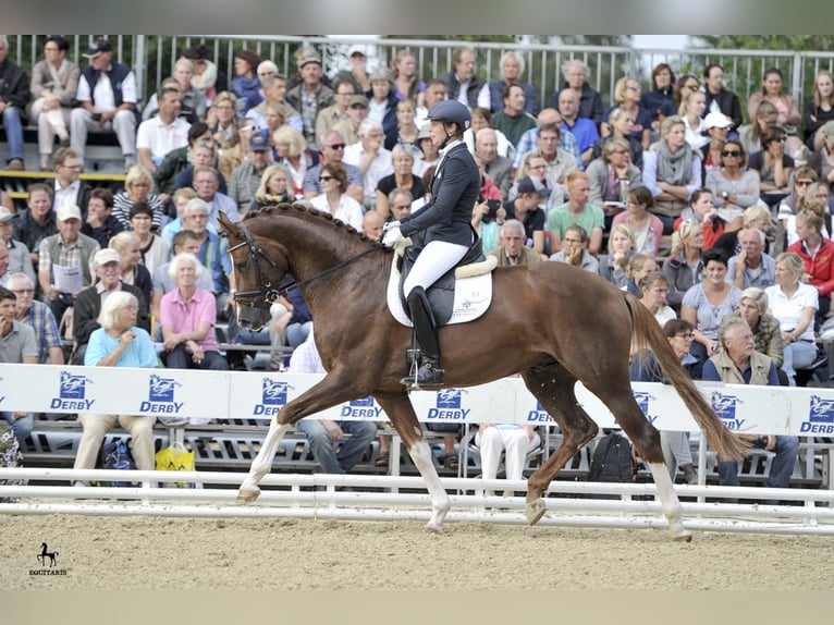 BEST FOR ME OLD Oldenburg Stallone Sauro scuro in Löningen