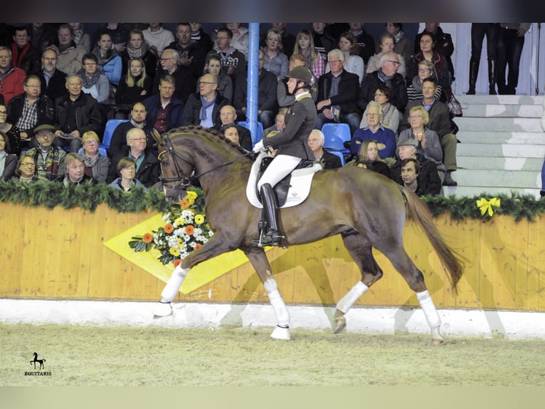 BEST FOR ME OLD Oldenburg Stallone Sauro scuro in Löningen