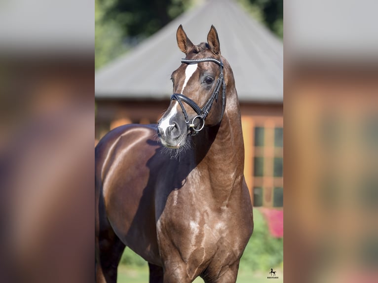 BEST FOR ME OLD Oldenburg Stallone Sauro scuro in Löningen