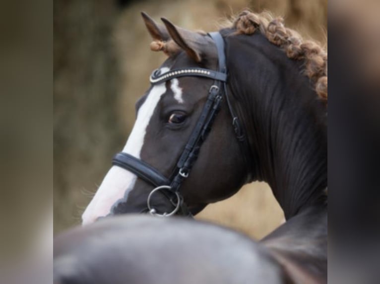 BEST OF G Duitse rijpony Hengst Donkere-vos in Lippetal