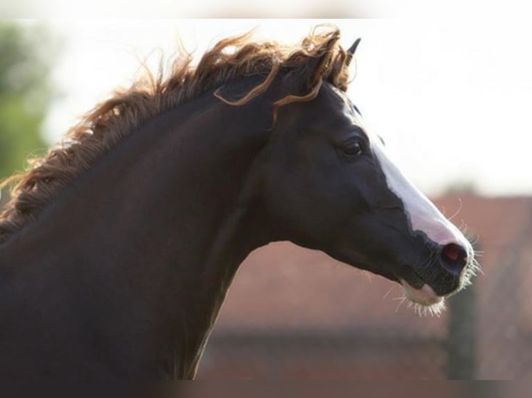 BEST OF G German Riding Pony Stallion Chestnut in Lippetal