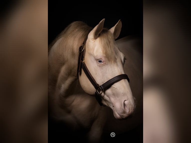 BEST OF SPOOK American Quarter Horse Hengst Perlino in Laubbach