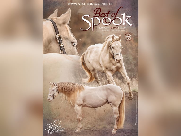 BEST OF SPOOK American Quarter Horse Ogier Perlino in Laubbach