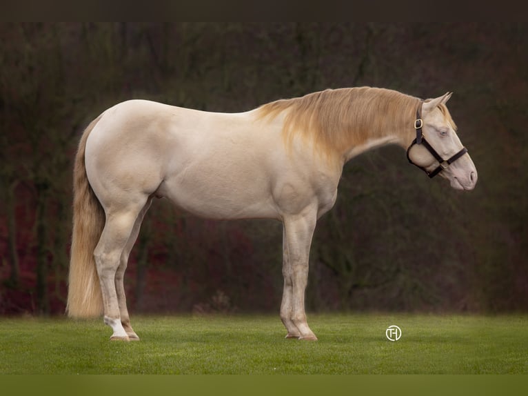 BEST OF SPOOK American Quarter Horse Stallion Perlino in Laubbach