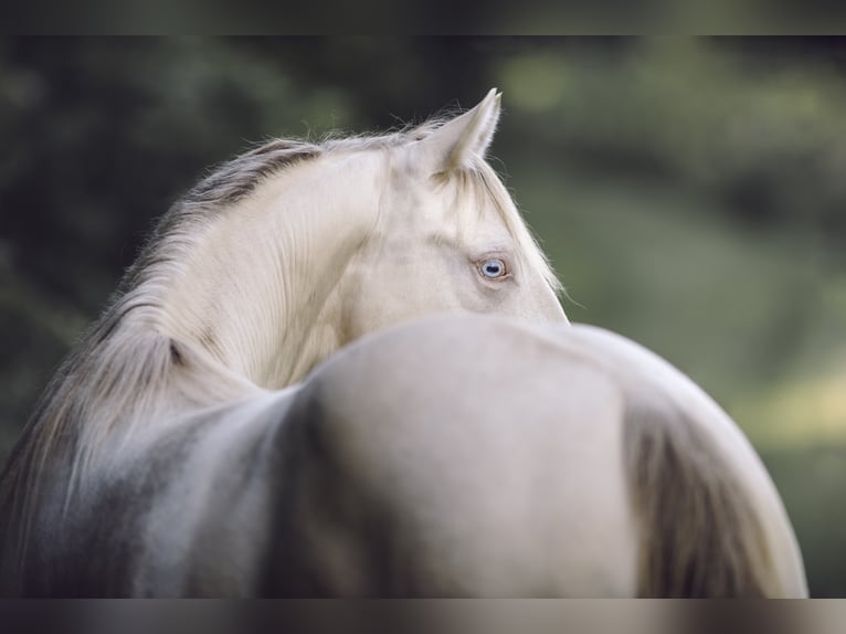 BEST OF SPOOK American Quarter Horse Stallone Perlino in Laubbach