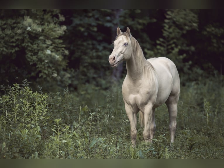 BEST OF SPOOK Caballo cuarto de milla Semental in Laubbach