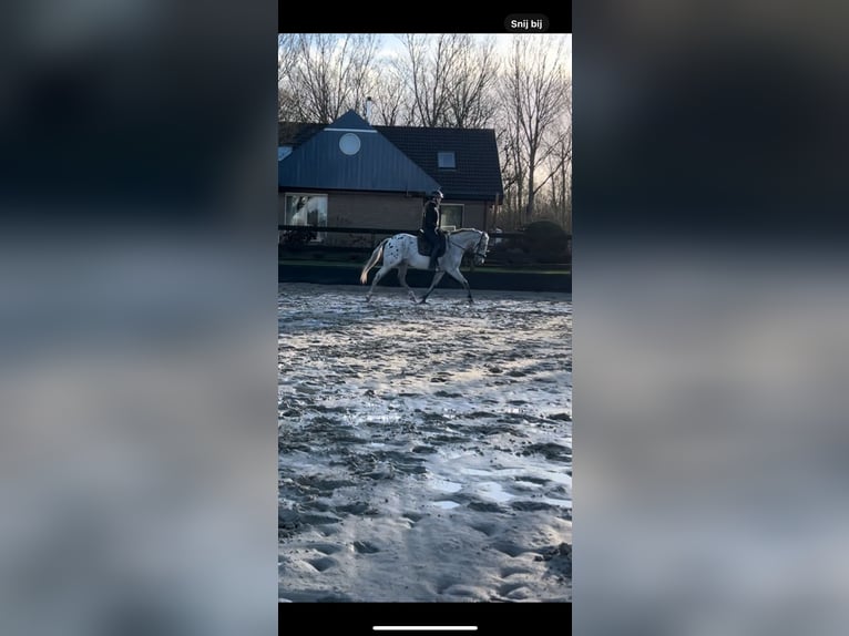 Betrouwbare bijrijder aangeboden