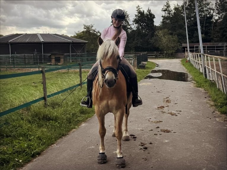 Betrouwbare bijrijder aangeboden