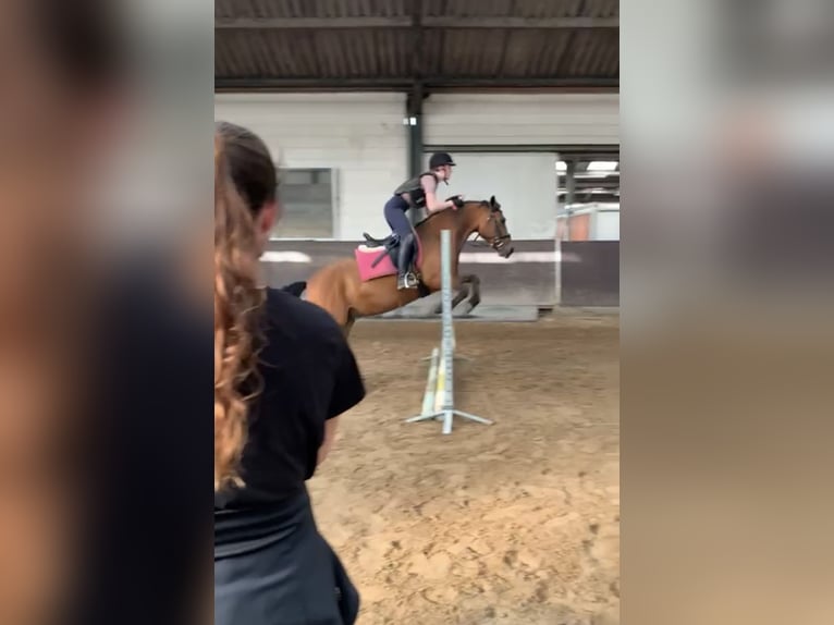 Betrouwbare bijrijder aangeboden